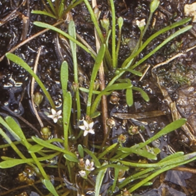 Limosella australis (Austral Mudwort) at Potato Point, NSW - 7 Jan 1999 by BettyDonWood