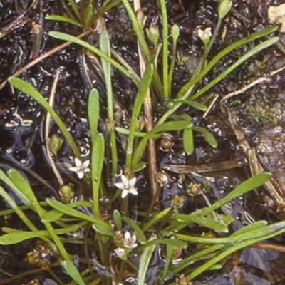 Limosella australis (Austral Mudwort) at Potato Point, NSW - 6 Jan 1999 by BettyDonWood