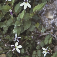 Lobelia purpurascens (White Root) at Turlinjah, NSW - 21 Nov 1996 by BettyDonWood