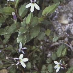 Lobelia purpurascens (White Root) at Turlinjah, NSW - 20 Nov 1996 by BettyDonWood