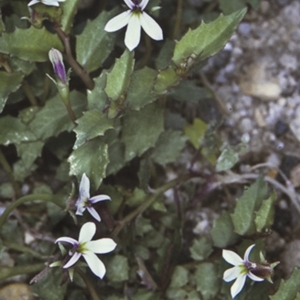 Lobelia purpurascens at Turlinjah, NSW - 21 Nov 1996 12:00 AM