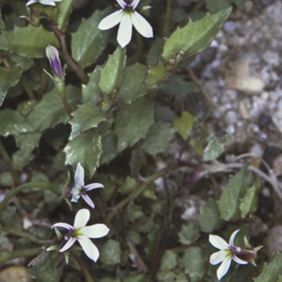 Lobelia purpurascens (White Root) at Turlinjah, NSW - 20 Nov 1996 by BettyDonWood