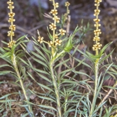 Lomandra obliqua (Twisted Matrush) at Turlinjah, NSW - 14 Oct 1998 by BettyDonWood