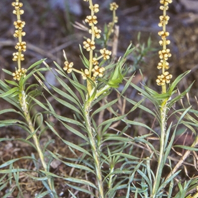 Lomandra obliqua (Twisted Matrush) at Turlinjah, NSW - 14 Oct 1998 by BettyDonWood