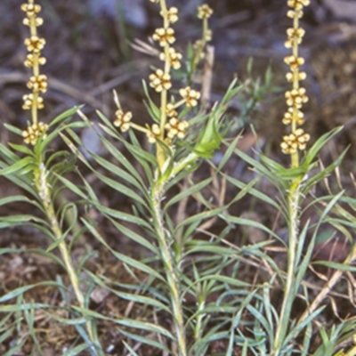 Lomandra obliqua (Twisted Matrush) at Turlinjah, NSW - 13 Oct 1998 by BettyDonWood