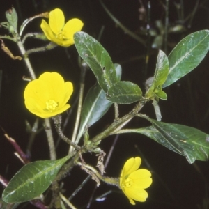 Ludwigia peploides subsp. montevidensis at Bodalla, NSW - 27 Jan 1998