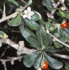 Lycium ferocissimum (African Boxthorn) at Potato Point, NSW - 18 Dec 1997 by BettyDonWood