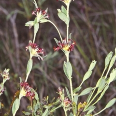 Pimelea curviflora var. sericea (Curved Riceflower) at Bergalia, NSW - 10 Oct 1999 by BettyDonWood