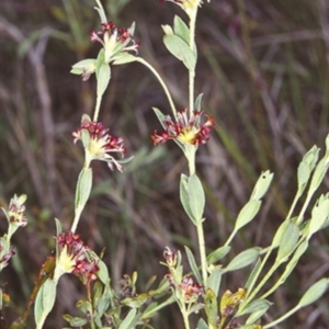 Pimelea curviflora var. sericea at Bergalia, NSW - 10 Oct 1999