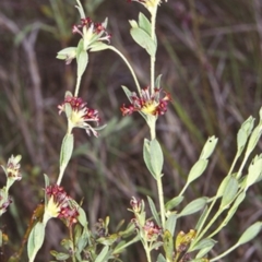 Pimelea curviflora var. sericea (Curved Riceflower) at Bergalia, NSW - 9 Oct 1999 by BettyDonWood
