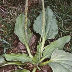Plantago major (Greater Plantain) at Bodalla, NSW - 1 Jan 2000 by BettyDonWood