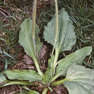 Plantago major at Bodalla, NSW - 1 Jan 2000