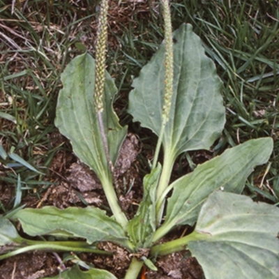 Plantago major (Greater Plantain) at Bodalla, NSW - 1 Jan 2000 by BettyDonWood