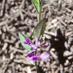 Polygala japonica (Dwarf Milkwort) at Potato Point, NSW - 27 Sep 1998 by BettyDonWood