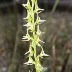 Prasophyllum sylvestre (Forest Leek Orchid) at Turlinjah, NSW - 16 Nov 1997 by BettyDonWood