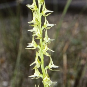 Prasophyllum sylvestre at Turlinjah, NSW - suppressed