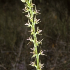 Prasophyllum sylvestre at Turlinjah, NSW - suppressed