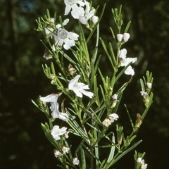 Prostanthera nivea (Snowy Mint-bush) at Tilba Tilba, NSW - 21 Oct 1997 by BettyDonWood