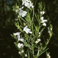 Prostanthera nivea (Snowy Mint-bush) at Tilba Tilba, NSW - 22 Oct 1997 by BettyDonWood
