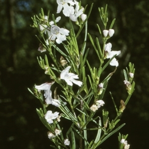 Prostanthera nivea at Tilba Tilba, NSW - 22 Oct 1997