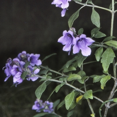 Prostanthera ovalifolia (Purple Mintbush) at Mogendoura, NSW - 4 Oct 1997 by BettyDonWood