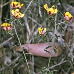 Pultenaea linophylla (Halo Bush-Pea) at Turlinjah, NSW - 18 Sep 1996 by BettyDonWood