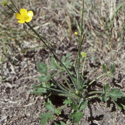Ranunculus lappaceus (Australian Buttercup) at Potato Point, NSW - 27 Sep 1998 by BettyDonWood