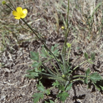 Ranunculus lappaceus (Australian Buttercup) at Eurobodalla National Park - 26 Sep 1998 by BettyDonWood