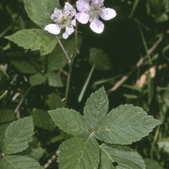 Rubus ulmifolius (Blackberry) at Turlinjah, NSW - 21 Nov 1996 by BettyDonWood