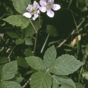 Rubus ulmifolius at Turlinjah, NSW - 21 Nov 1996