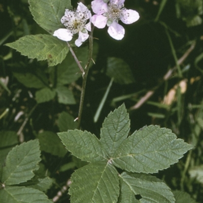 Rubus ulmifolius (Blackberry) at Turlinjah, NSW - 21 Nov 1996 by BettyDonWood