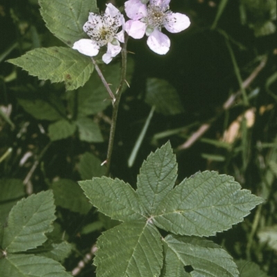 Rubus ulmifolius (Blackberry) at Turlinjah, NSW - 20 Nov 1996 by BettyDonWood