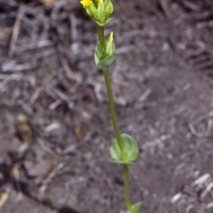 Sebaea ovata at Potato Point, NSW - 27 Sep 1998 12:00 AM