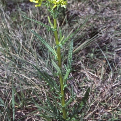 Senecio hispidulus (Hill Fireweed) at Potato Point, NSW - 27 Sep 1998 by BettyDonWood