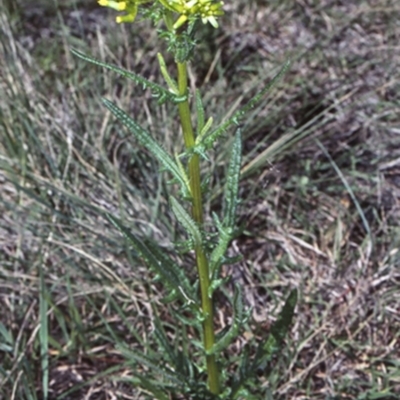 Senecio hispidulus (Hill Fireweed) at Potato Point, NSW - 26 Sep 1998 by BettyDonWood