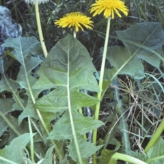 Taraxacum sp. (Dandelion) at Bodalla, NSW - 22 Oct 1997 by BettyDonWood