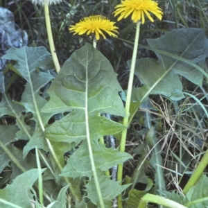 Taraxacum sp. at Bodalla, NSW - 22 Oct 1997 12:00 AM