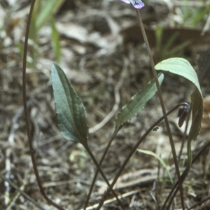 Viola betonicifolia at Mogendoura, NSW - 5 Oct 1997 12:00 AM