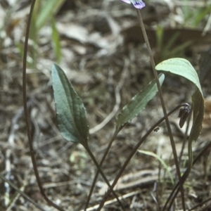 Viola betonicifolia at Mogendoura, NSW - 5 Oct 1997