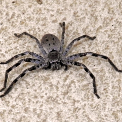 Isopeda (genus) (Huntsman Spider) at Molonglo Valley, ACT - 2 Jul 2018 by RodDeb
