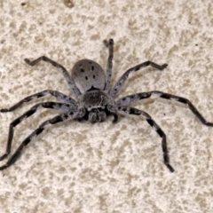 Isopeda sp. (genus) (Huntsman Spider) at National Zoo and Aquarium - 2 Jul 2018 by RodDeb