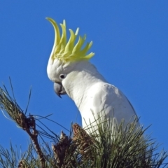 Cacatua galerita (Sulphur-crested Cockatoo) at Molonglo Valley, ACT - 2 Jul 2018 by RodDeb