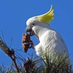 Cacatua galerita at Molonglo Valley, ACT - 2 Jul 2018 12:21 PM