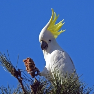 Cacatua galerita at Molonglo Valley, ACT - 2 Jul 2018