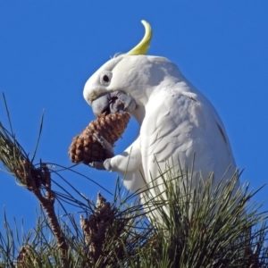 Cacatua galerita at Molonglo Valley, ACT - 2 Jul 2018 12:21 PM