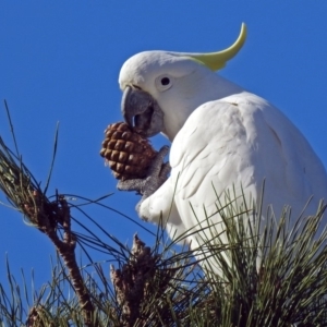 Cacatua galerita at Molonglo Valley, ACT - 2 Jul 2018