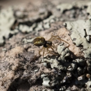 Araneidae (family) at Michelago, NSW - 21 Jun 2018 02:40 PM