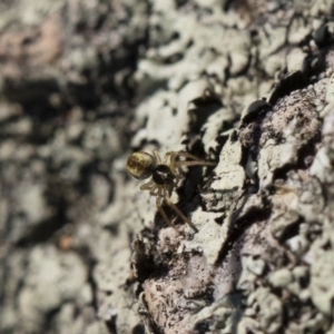 Araneidae (family) at Michelago, NSW - 21 Jun 2018