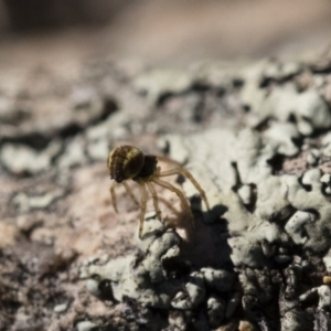 Araneidae (family) at Michelago, NSW - 21 Jun 2018