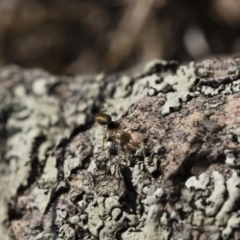 Araneidae (family) at Michelago, NSW - 21 Jun 2018